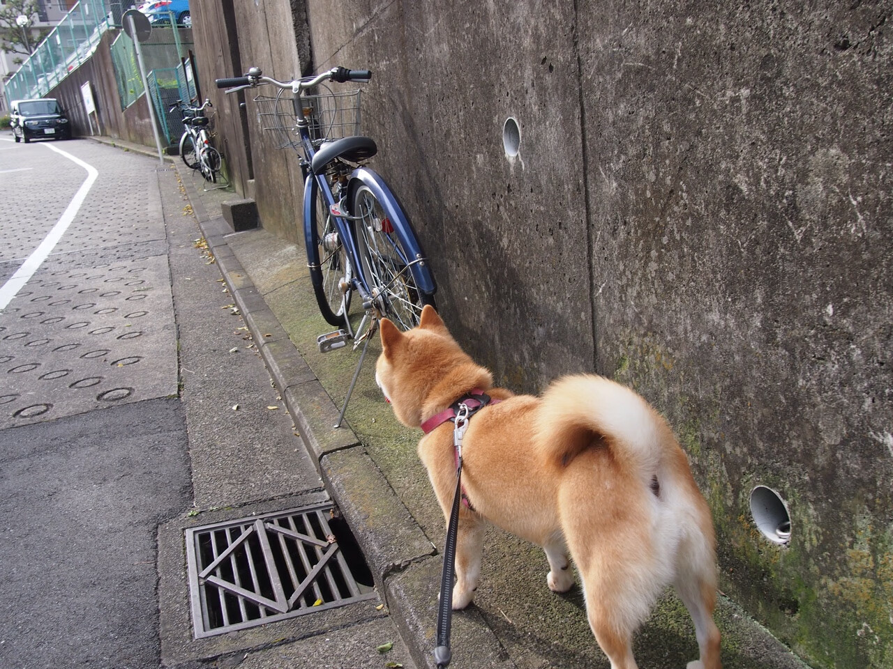 嘉宝旺商业照明怎么样啊（嘉宝集团）